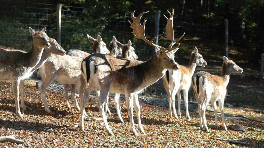 Dyrene i Fuglsang Dyrehave