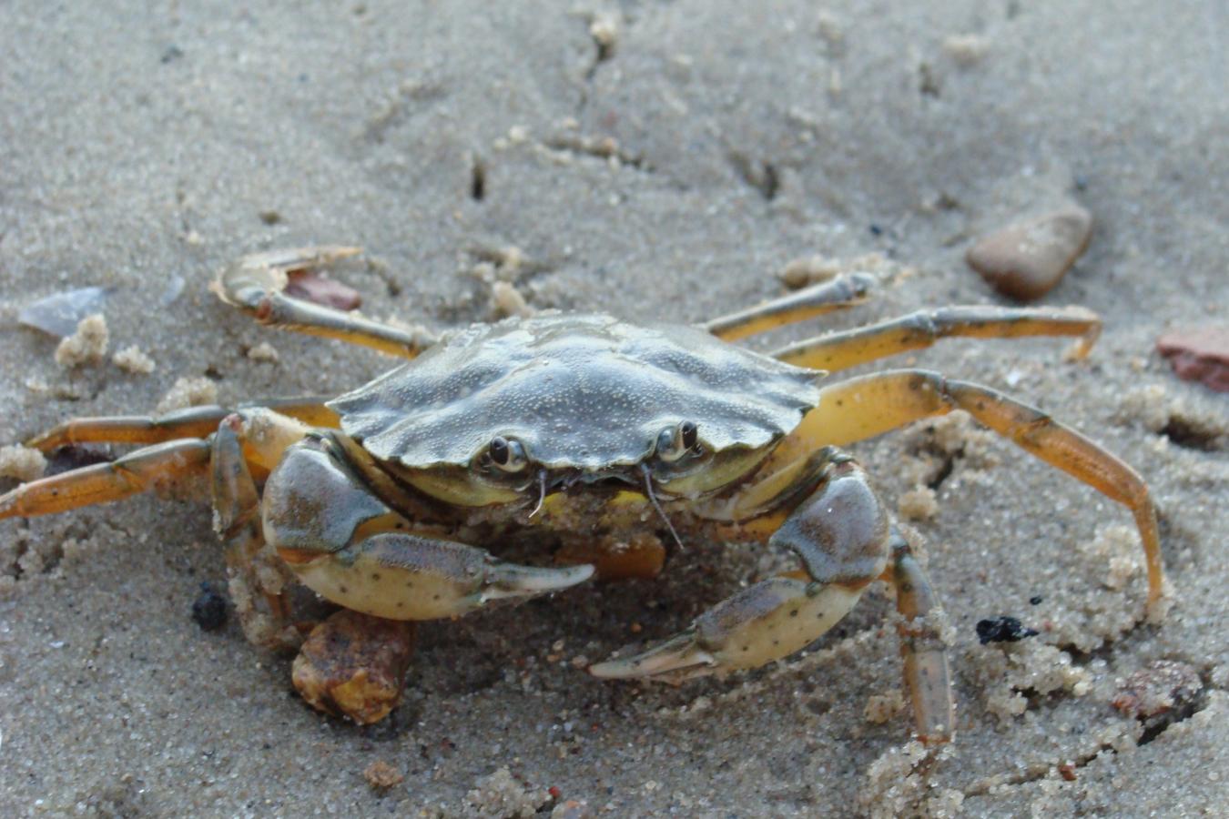 Krabbe på stranden