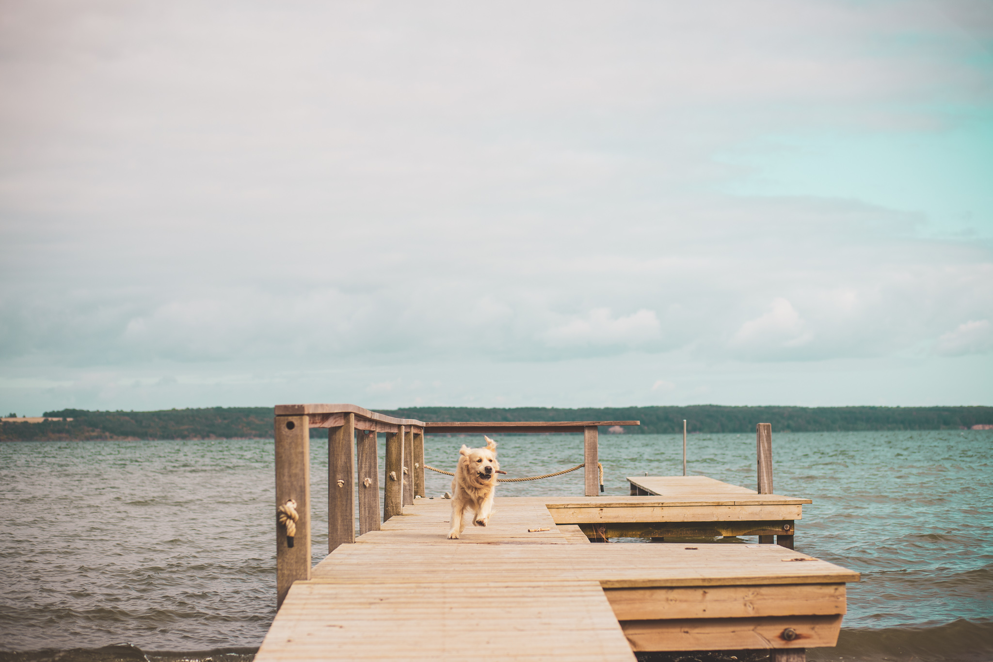 Hund på stranden
