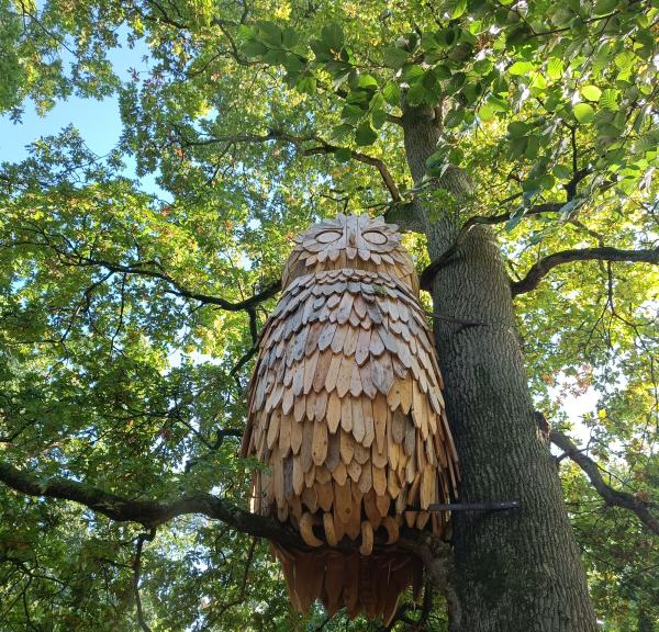 Træuglen i Hannerup Skov