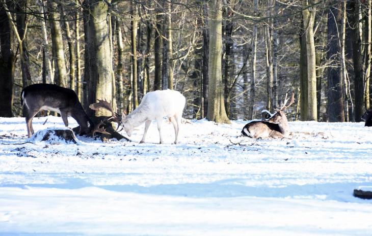 Dådyr i Fuglsang Dyrehave