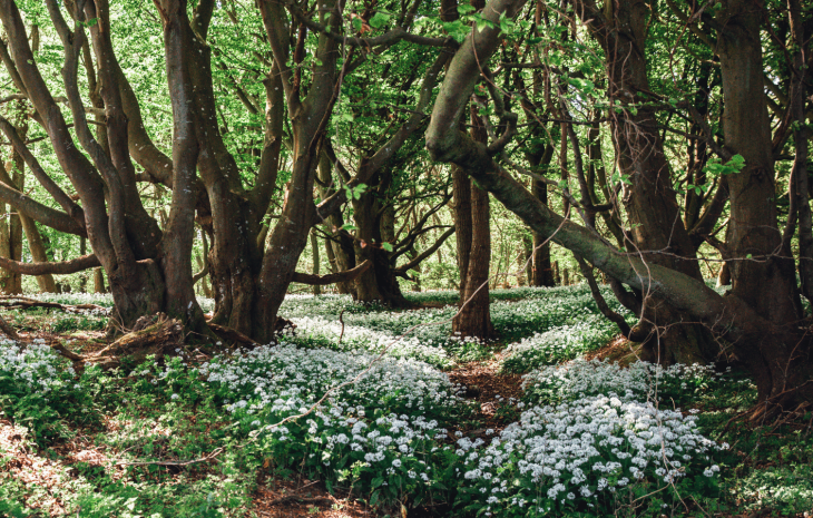 Naturen omkring Fredericia